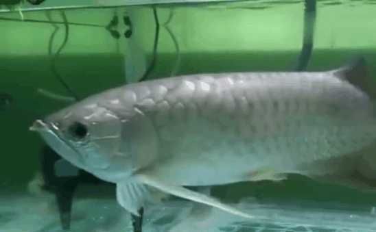 龍魚嘴唇撞破了怎么辦：龍魚嘴唇撞破怎么辦