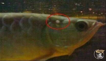 龍魚嘴唇撞破了怎么辦：龍魚嘴唇撞破怎么辦
