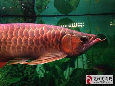 個(gè)人轉(zhuǎn)讓紅龍魚怎么交易的：個(gè)人轉(zhuǎn)讓紅龍魚交易流程