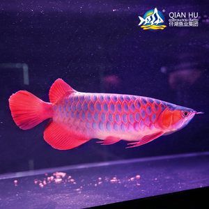 印尼紅龍魚的照片和圖片和圖片的介紹：印尼紅龍魚的照片和圖片：關于印尼紅龍魚的一些照片和圖片介紹