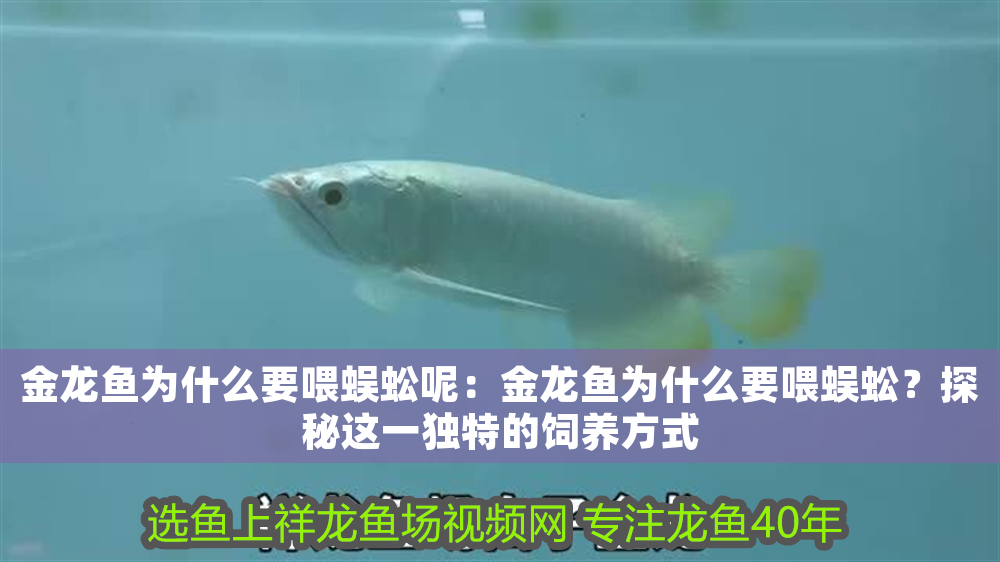 金龍魚為什么要喂蜈蚣呢：金龍魚為什么要喂蜈蚣？探秘這一獨特的飼養方式