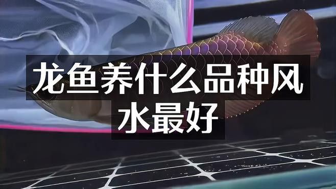 紅龍和金龍的市場價格差異大嗎？ 紅龍和金龍的市場價格差異大嗎？ 龍魚百科 第15張