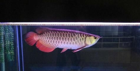 龍魚高背什么意思：如何鑒別高背龍魚品質