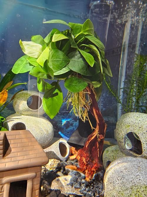 哪種水草最適合70cm龍魚缸