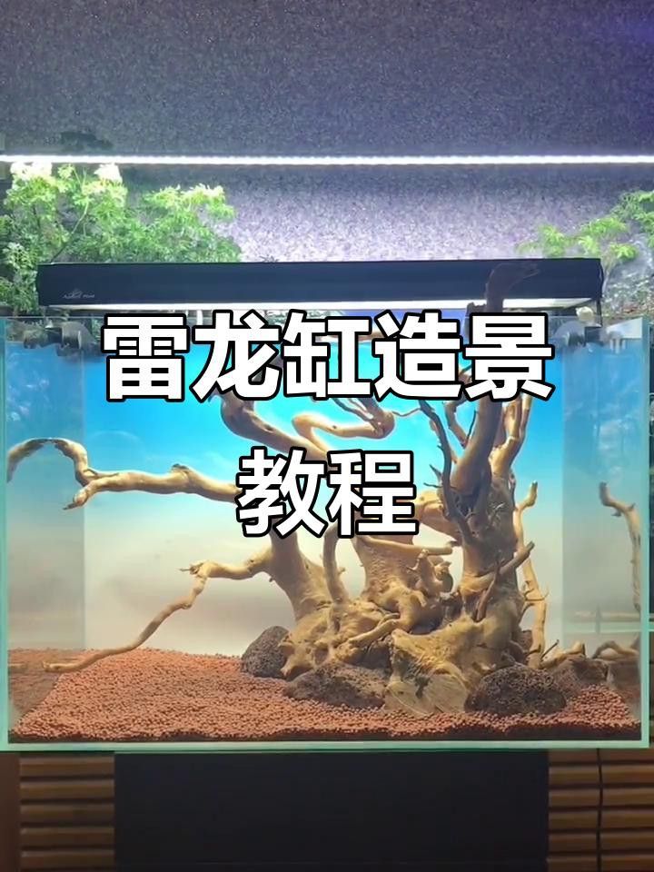 哪種水草最適合70cm龍魚缸