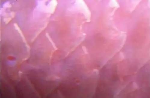 龍魚疾病表現有哪些癥狀呢怎么治療：如何判斷龍魚是否患立鱗病 龍魚疾病表現有哪些癥狀呢怎么治療：如何判斷龍魚是否患立鱗病 龍魚百科 第1張