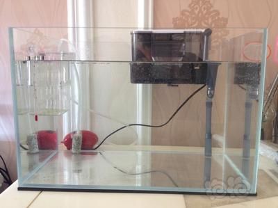 龍魚缸氧氣泵用不用一直開著呢：龍魚缸氧氣泵開啟頻率取決于多種因素