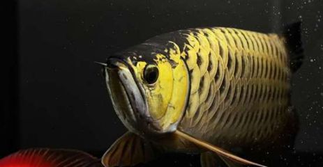 龍魚價值多少錢一條（龍魚價格因品種、品相、尺寸等因素而有很大差異）