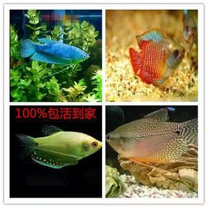 黃曼龍魚一年繁殖幾次：黃曼龍魚一年的繁殖頻率大概在10次左右，黃曼龍魚一年繁殖幾次