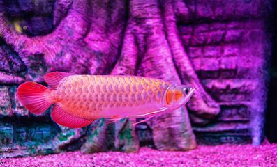 龍魚身上有紅斑怎么辦（龍魚身上出現紅斑可能是由多種因素引起的，如何處理）