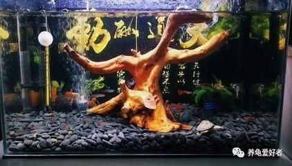 和龍魚混養(yǎng)的龜有哪幾種：與龍魚混養(yǎng)的龜有哪幾種 和龍魚混養(yǎng)的龜有哪幾種：與龍魚混養(yǎng)的龜有哪幾種 龍魚百科 第2張