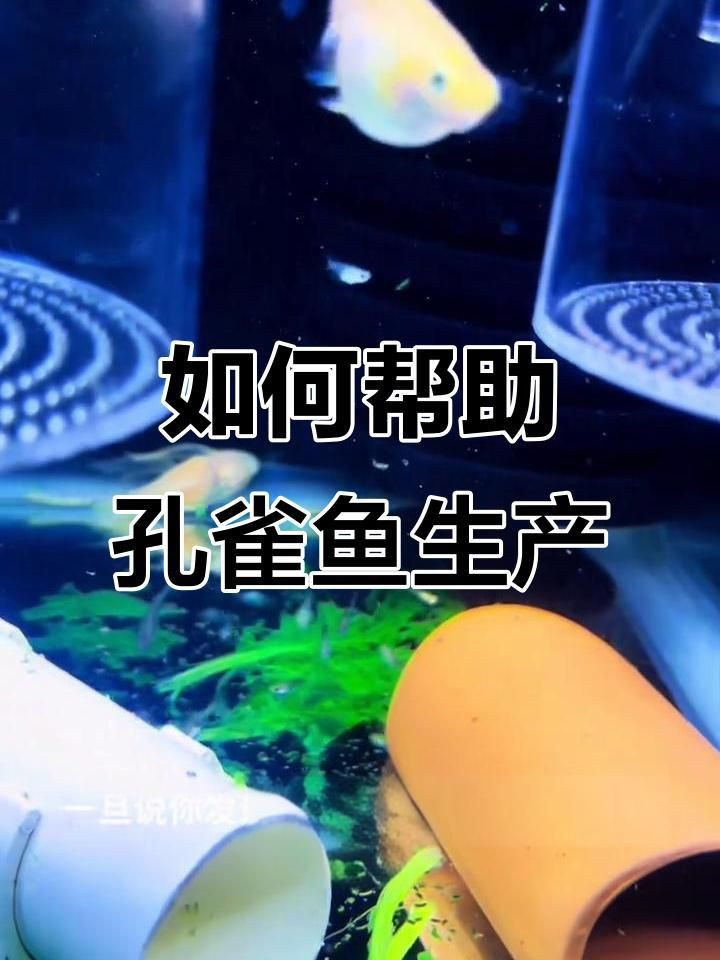 孔雀魚遲遲不生怎么辦