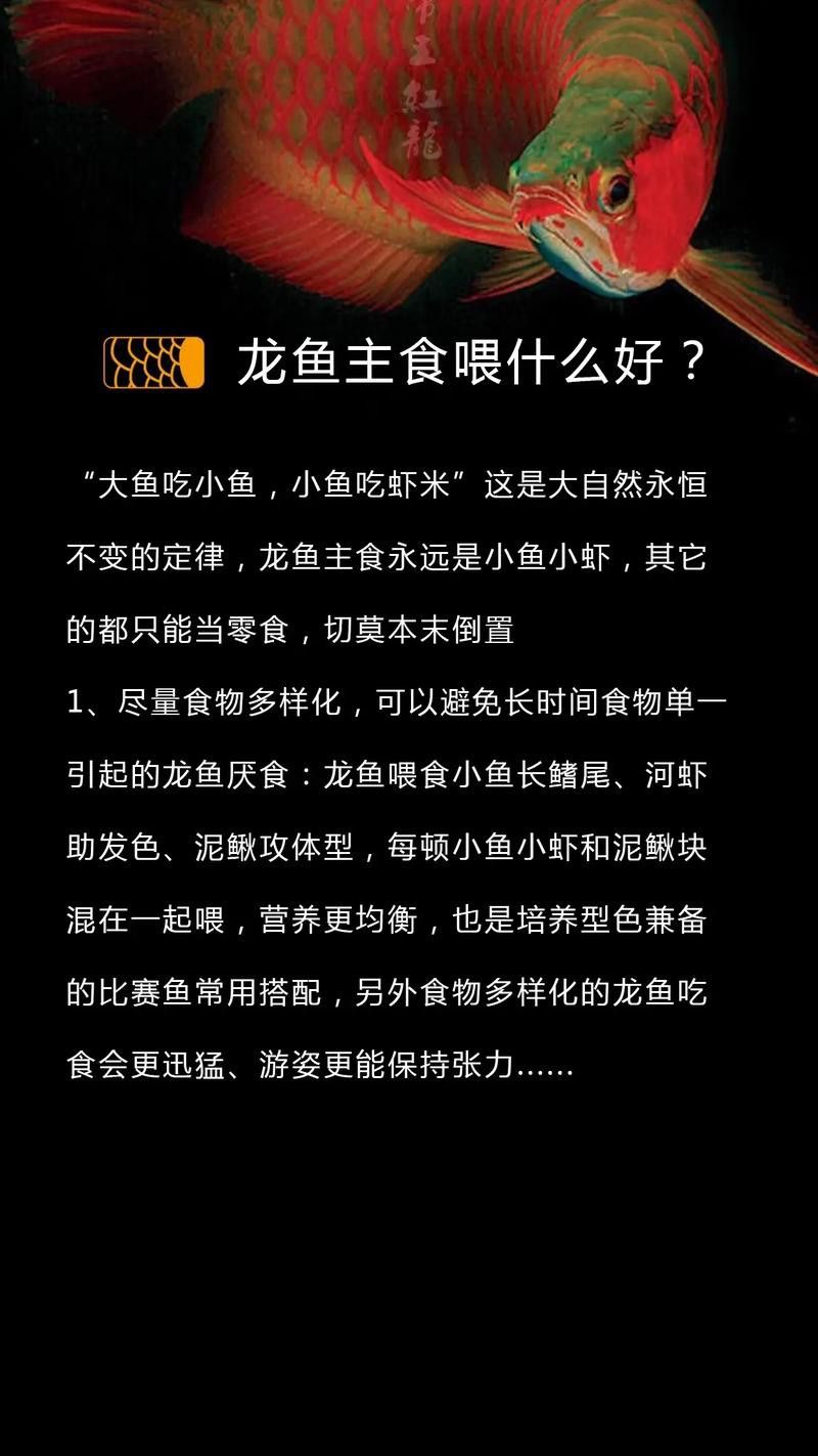 給我推薦一些適合黑鱗龍魚的食物