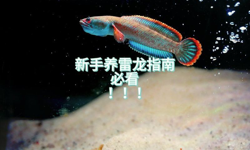血斑雷龍魚1型要打氧氣嗎
