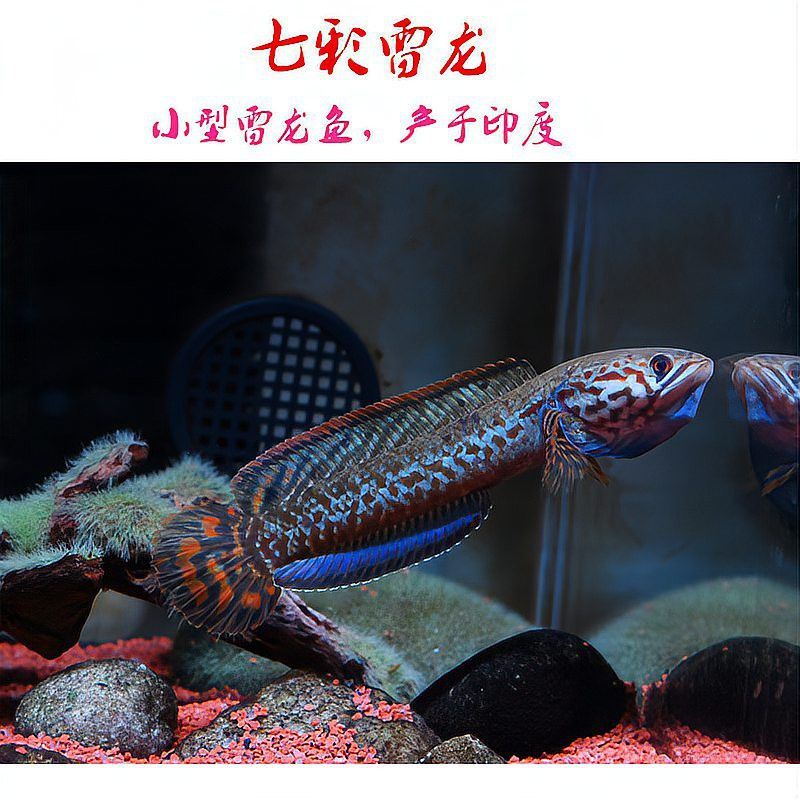 血斑雷龍魚1型要打氧氣嗎