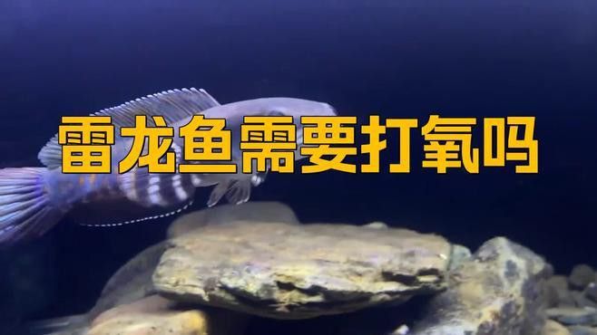 血斑雷龍魚1型要打氧氣嗎