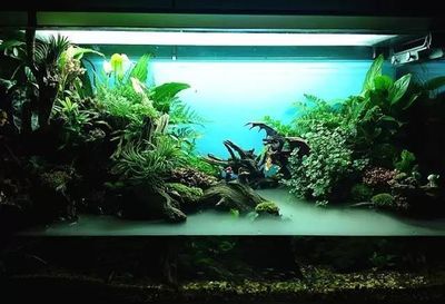 龍魚缸改水陸缸怎么改：龍魚缸改水陸缸改水陸缸改造成水陸缸改水陸缸方法