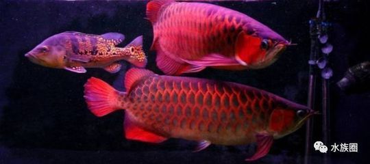 金龍魚 魚缸：養殖金龍魚需要注意什么？
