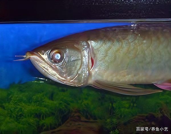 如何判斷龍魚(yú)翻鰓是否好轉(zhuǎn)？ 如何判斷龍魚(yú)翻鰓是否好轉(zhuǎn)？ 龍魚(yú)百科 第2張