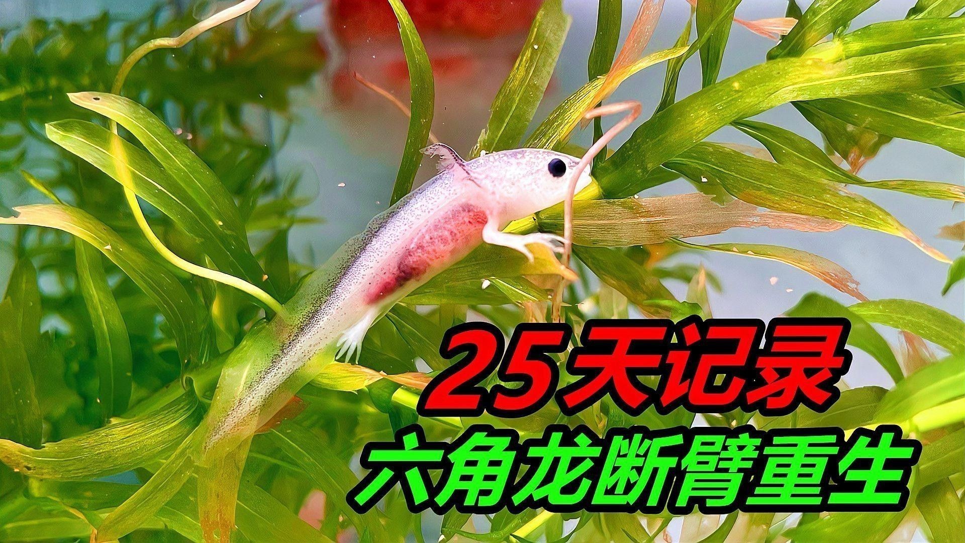 恐龍魚白膜如何預防 恐龍魚白膜如何預防 龍魚百科 第6張