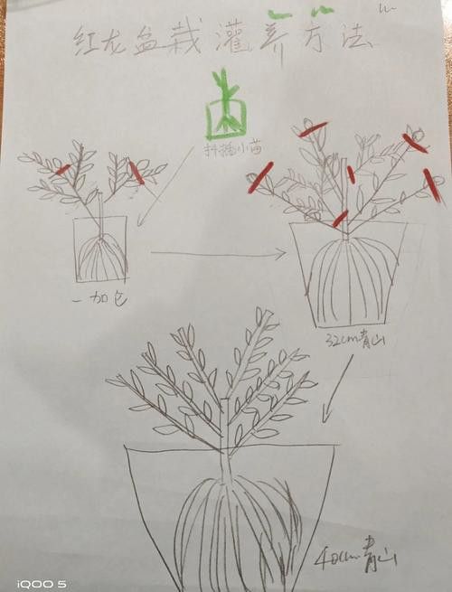 紅龍盆栽需要哪些肥料？