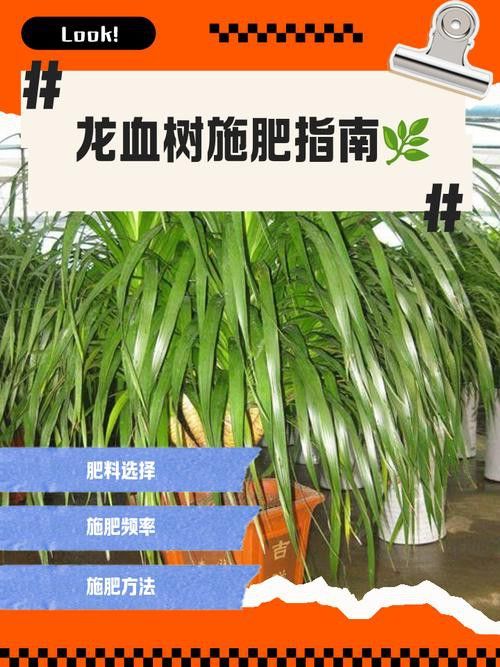 紅龍盆栽需要哪些肥料？