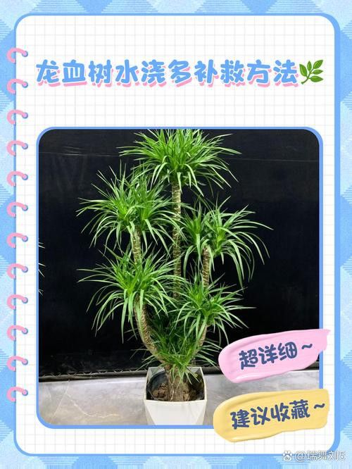 紅龍盆栽需要哪些肥料？