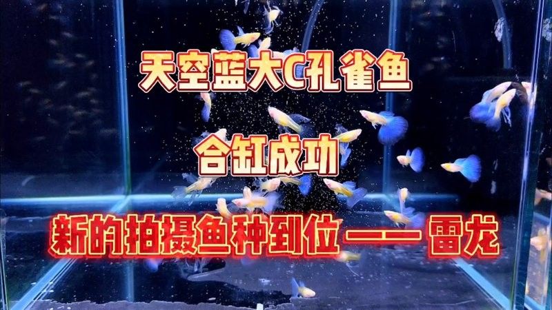 雷龍魚可以和孔雀一起養(yǎng)嗎？ 雷龍魚可以和孔雀一起養(yǎng)嗎？ 龍魚百科 第4張