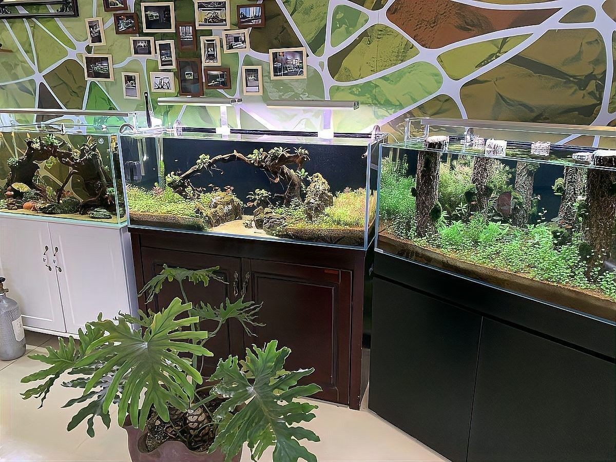 雷龍魚可以和孔雀一起養(yǎng)嗎？ 雷龍魚可以和孔雀一起養(yǎng)嗎？ 龍魚百科 第3張