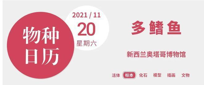 可利巴恐龍魚有幾個背鰭