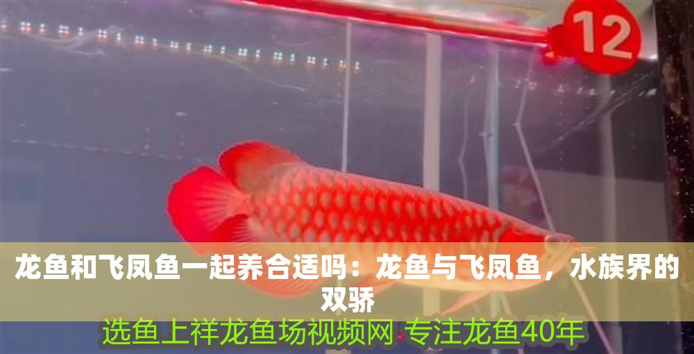 龍魚和飛鳳魚一起養合適嗎：龍魚與飛鳳魚，水族界的雙驕