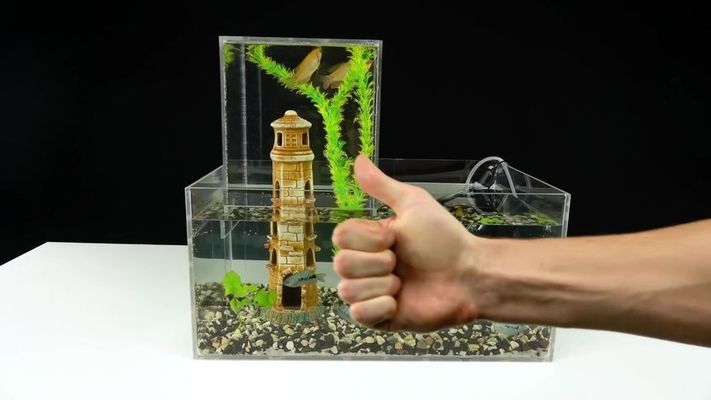 紅龍魚主食喂魚還是蝦好（紅龍魚主食喂魚還是蝦好呢）