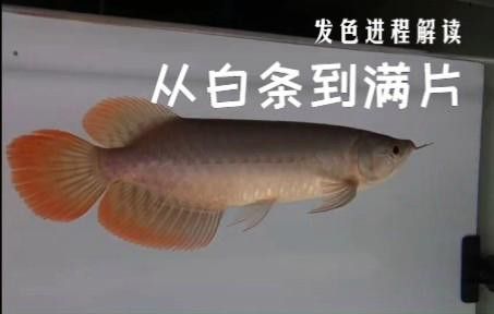 有哪些方法可以輔助印尼小紅龍發色？