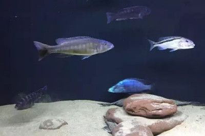 養(yǎng)紅龍魚有什么寓意：紅龍魚在中國文化中被視為吉祥生物，具有招運(yùn)進(jìn)寶的美好寓意