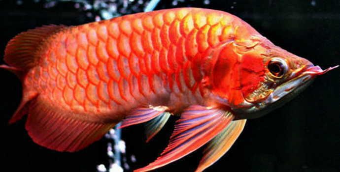 水鴉魚缸最忌三種顏色