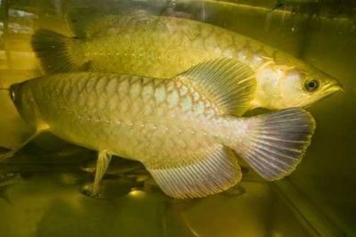 龍魚不愛游動,停一個地方頭朝上尾朝下怎么回事：對于龍魚不愛游動 龍魚不愛游動,停一個地方頭朝上尾朝下怎么回事：對于龍魚不愛游動 龍魚百科 第3張