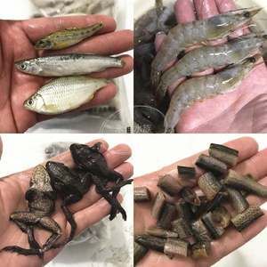 龍魚被凍暈了,只要腮養有呼吸,死不了？：龍魚被凍暈了，只要腮養有呼吸，死不了？