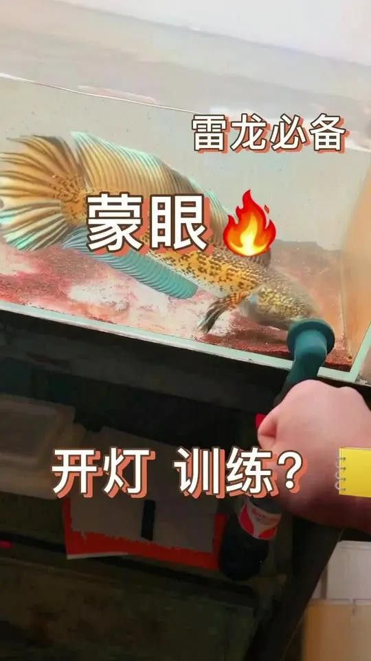 如何預防雷龍魚蒙眼病的發生？ 如何預防雷龍魚蒙眼病的發生？ 龍魚百科 第3張