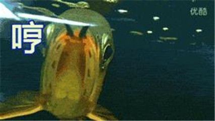 龍魚張嘴呼吸怎么治療：如何治療龍魚張嘴呼吸 龍魚張嘴呼吸怎么治療：如何治療龍魚張嘴呼吸 龍魚百科 第5張