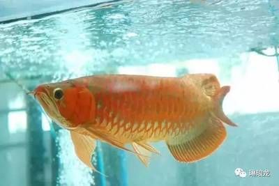 紅龍魚太陽光照射可以嗎？：紅龍魚可以曬太陽嗎？