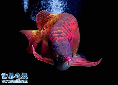 龍魚最貴的品種：金龍魚的價格是最貴的龍魚和紅龍魚的價格在10000元左右 龍魚最貴的品種：金龍魚的價格是最貴的龍魚和紅龍魚的價格在10000元左右 龍魚百科 第2張
