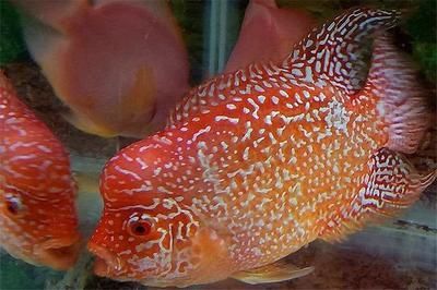 如何調理龍魚狀態好的方法 如何調理龍魚狀態好的方法 龍魚百科 第2張
