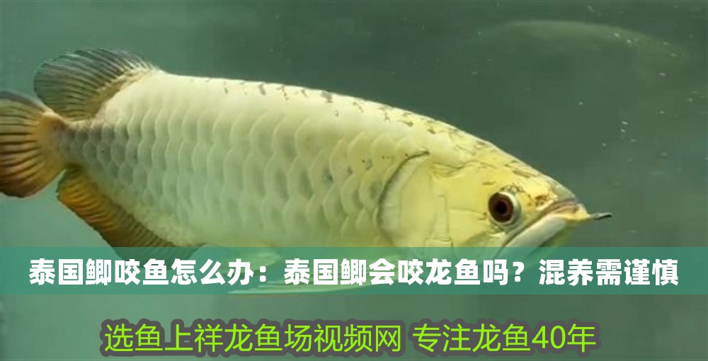 泰國鯽咬魚怎么辦：泰國鯽會咬龍魚嗎？混養需謹慎
