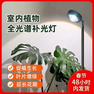 泰國鯽咬魚怎么辦：泰國鯽會咬龍魚嗎？混養需謹慎 泰國鯽咬魚怎么辦：泰國鯽會咬龍魚嗎？混養需謹慎 龍魚百科 第2張