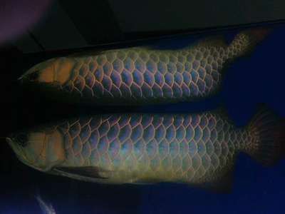 金龍魚突然游的很快，金龍魚突然游得很快可能由多種因素引起金龍魚游得很快 金龍魚突然游的很快，金龍魚突然游得很快可能由多種因素引起金龍魚游得很快 龍魚百科 第1張