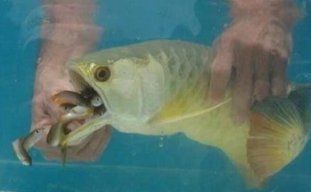 金龍魚突然游的很快，金龍魚突然游得很快可能由多種因素引起金龍魚游得很快 金龍魚突然游的很快，金龍魚突然游得很快可能由多種因素引起金龍魚游得很快 龍魚百科 第5張