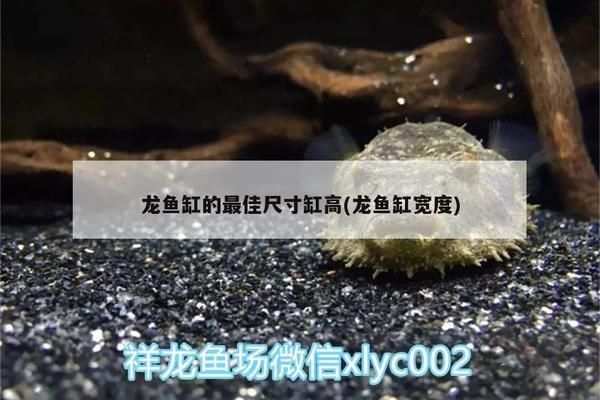 龍魚缸的最佳尺寸缸高：龍魚缸養殖龍魚的最佳尺寸和設計要求，龍魚缸尺寸和設計要求