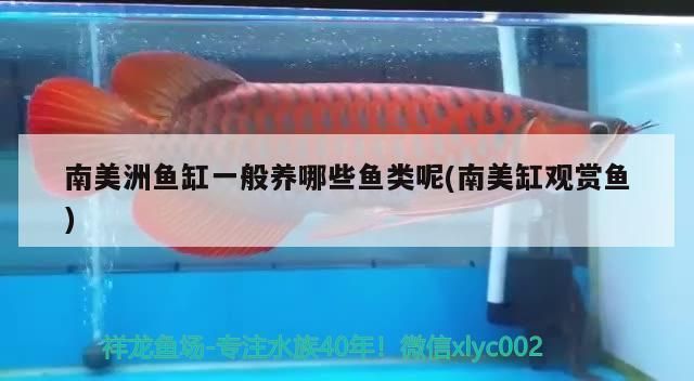 龍魚最佳混養魚：龍魚混養魚清理