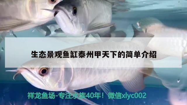 龍魚最佳混養(yǎng)魚：龍魚混養(yǎng)魚清理