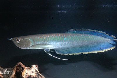 黑龍魚長什么樣：黑龍魚是一種具有特殊外觀的淡水魚